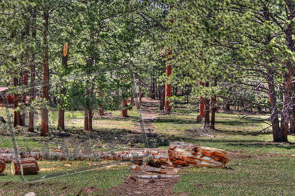 Trail near Cimarroncito on Philmont Scout Ranch